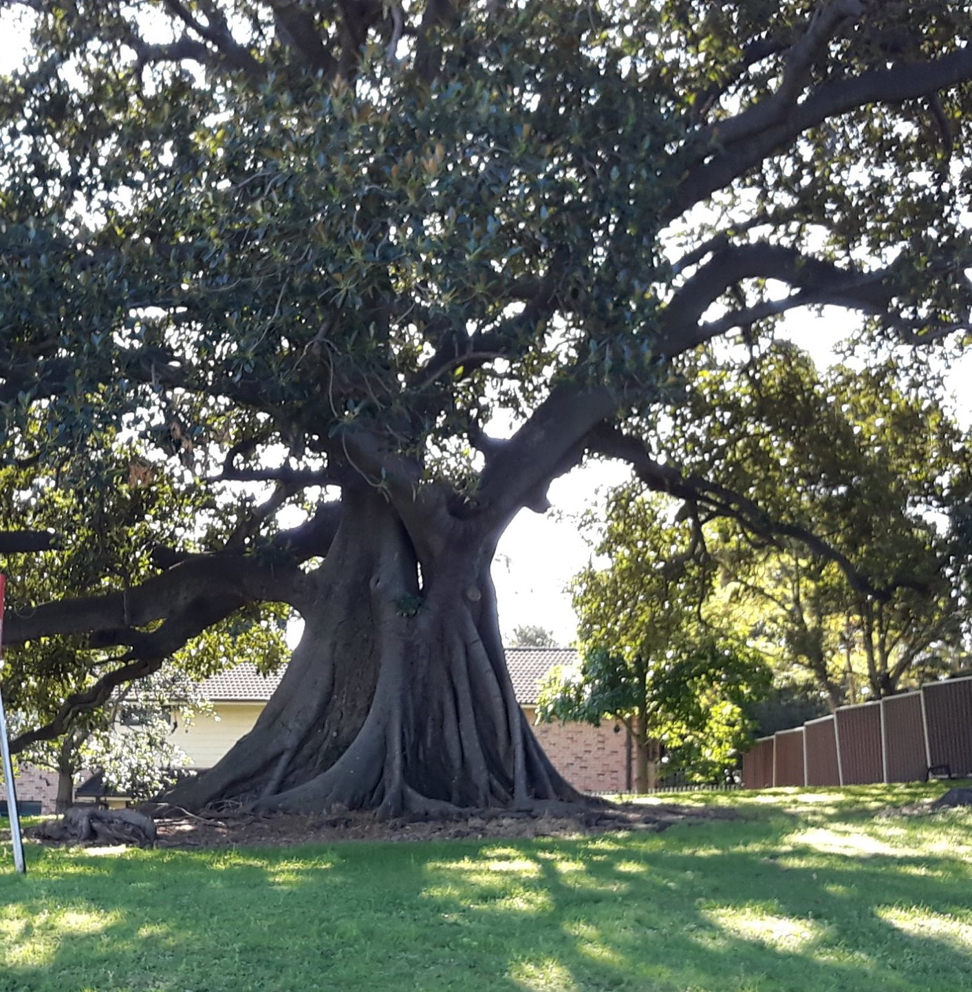 Heritage Tree